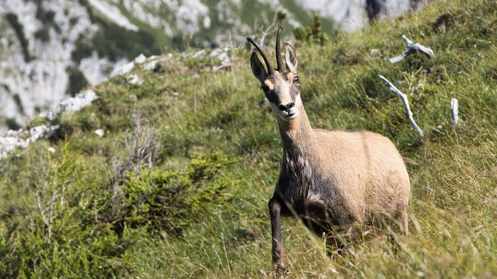 Ein beeindruckendes Erlebnis ist die Begegnung mit einer Gams oder einem Steinbock in natura.