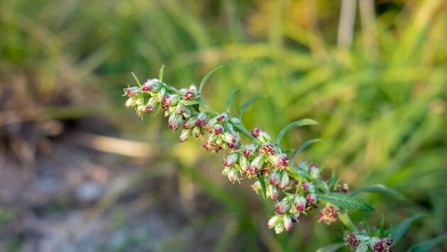 Beifußpollen ist bereits in der Luft und wird uns bis in den Herbst begleiten. Hier sieht man ...