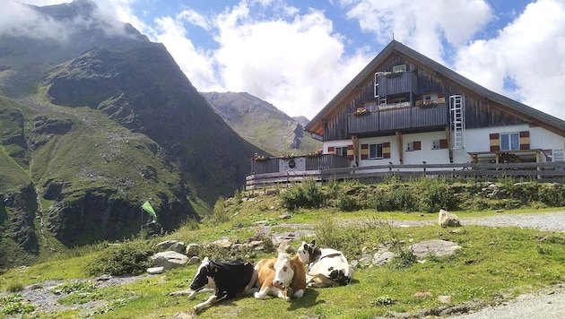 Friedliche Kühe genießen im Bereich der Potsdamer Hütte den Almsommer.