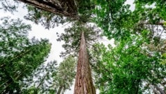Der Wald als Alleskönner