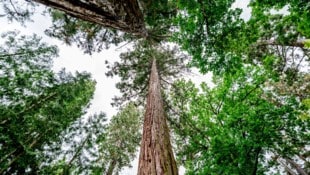 Der Wald als Alleskönner