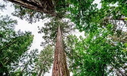 Der Wald als Alleskönner