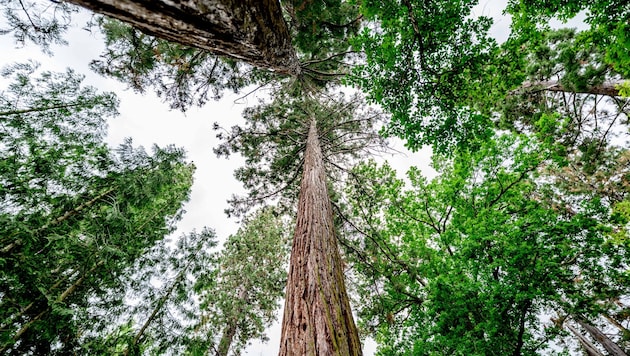 Der Wald als Alleskönner
