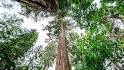 Der Wald als Alleskönner