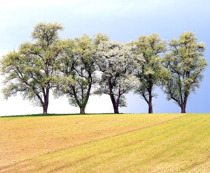 Ein Bild, das alle Sinne erfreut – Mostbirnbäume im Mostviertel.