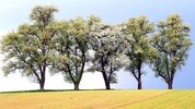 Obstbäume prägen das Bild des Mostviertels.