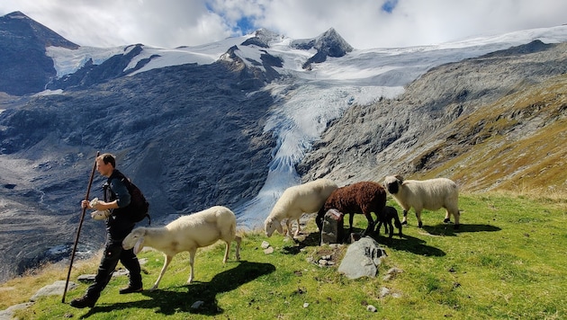 Schafhirten sind auf Osttirols Bergen keine Seltenheit. Auch nicht im Gschlösstal, mit dem ...