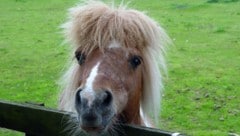 Nach einer Verletzung kümmerte sich die Angeklagte nicht ausreichend um ihr Pony (Symbolbild).