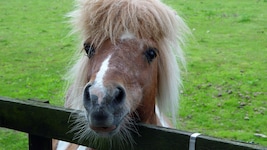 Nach einer Verletzung kümmerte sich die Angeklagte nicht ausreichend um ihr Pony (Symbolbild).