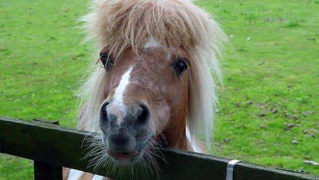 Nach einer Verletzung kümmerte sich die Angeklagte nicht ausreichend um ihr Pony (Symbolbild).