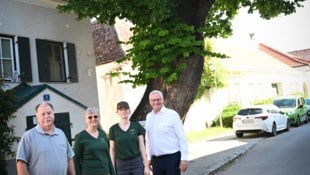 Die Stadt ließ die alte Linde in St. Georgen untersuchen.