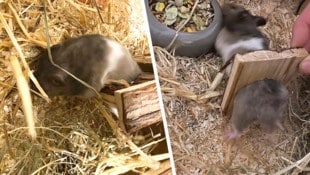 Die kleine „Josy“ konnte ihrer Besitzerin wohlbehütet übergeben werden.