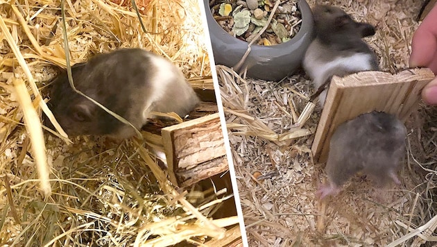 Die kleine „Josy“ konnte ihrer Besitzerin wohlbehütet übergeben werden.