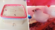 Einfach ein paar Löcher bohren, Sitzstange und Körner in die Box und fertig ist der ...