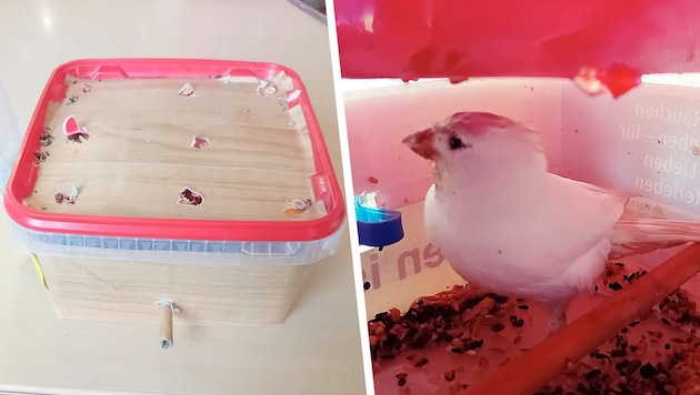 Einfach ein paar Löcher bohren, Sitzstange und Körner in die Box und fertig ist der ...