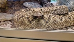 Gegen den Schlangenhalter wird jetzt ermittelt.