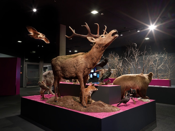 Das Schlossmuseum bietet mit „Waldreich. Der Wald und Wir!“ ein spannendes ...
