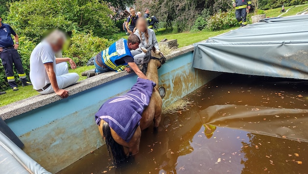 Das Pferd konnte aus seiner Misslage gerettet werden.
