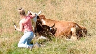 Dieses Selfie-Shooting einer Urlauberin auf einer Tiroler Alm endete zum Glück ohne ...