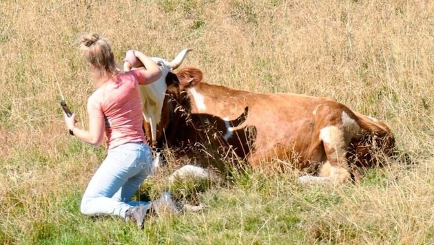 Dieses Selfie-Shooting einer Urlauberin auf einer Tiroler Alm endete zum Glück ohne ...
