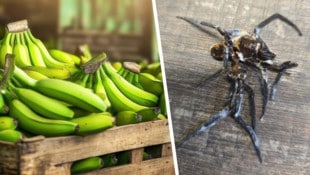 Das Ungetüm wurde in einer Kiste Bananen zerquetscht (re).