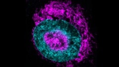 Neue Erkenntnisse rund um die Zellen und ihre Schutzmechanismen