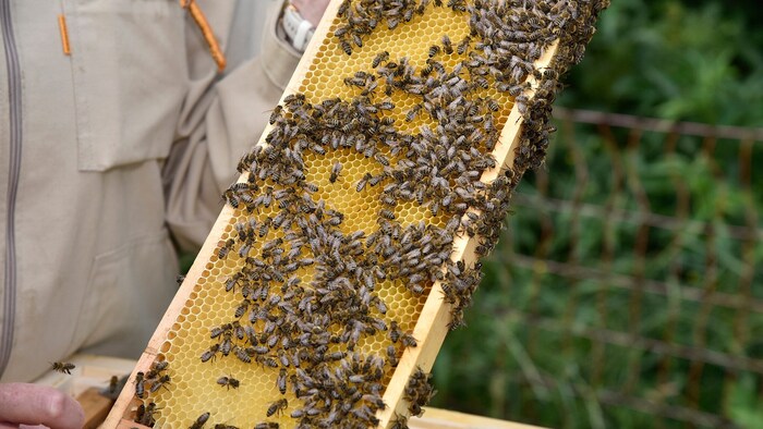 Das große Wuseln: Tausende Bienen gehören zur Familie.