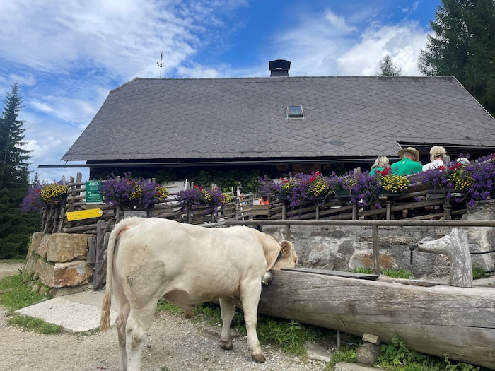 Auf der Jagaalm-Hütte hoch über Sankt Marein im Mürztal lassen es sich auch die Kühe schmecken.