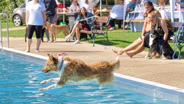 Wie gibt es das denn – Hunde im Freibad erlaubt? In diesem Fall wie am Bild zu sehen ja, aber ...