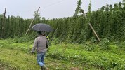 Der Wind riss die Hopfenranken eines Leutschacher Feuerwehrmanns aus der Verankerung.