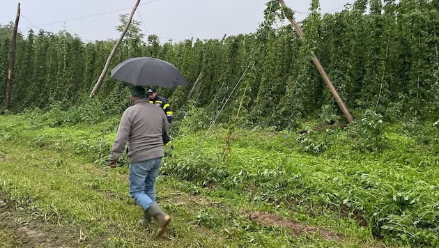 Der Wind riss die Hopfenranken eines Leutschacher Feuerwehrmanns aus der Verankerung.