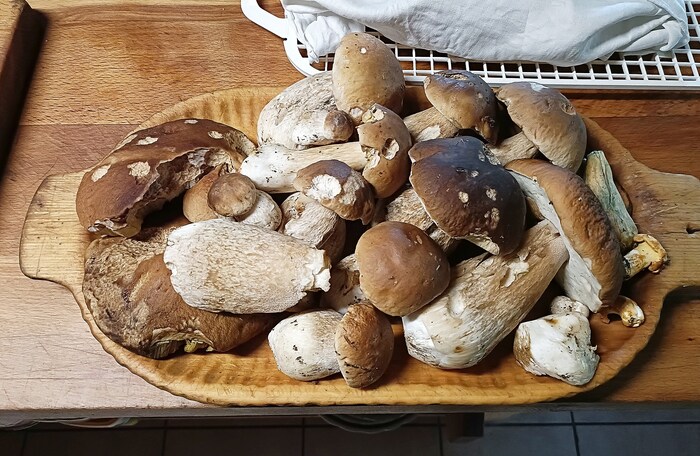 Üppige Ausbeute beim Schwammerlsuchen im Lungau.