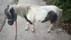 Dieses Pony erlaubte sich einen Ausflug durch die Kärntner Landeshauptstadt.