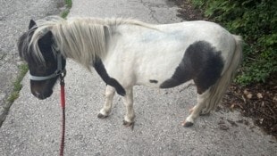 Dieses Pony erlaubte sich einen Ausflug durch die Kärntner Landeshauptstadt.