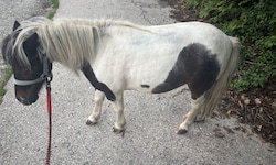 Dieses Pony erlaubte sich einen Ausflug durch die Kärntner Landeshauptstadt.