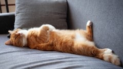 Vier Katzen sind durch den Brand verendet (Symbolbild).