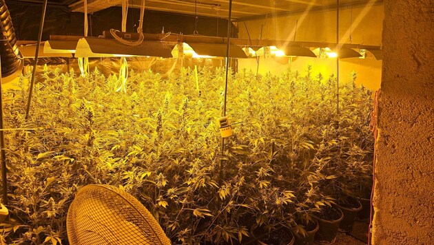 Das Pärchen baute auch selbst Hanf an. (Symbolbild)