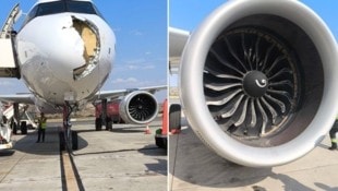 Der Geier kollidierte kurz nach dem Start mit einem Flugzeug der Airline Iberia und verursachte ...