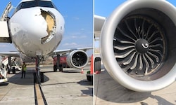 Der Geier kollidierte kurz nach dem Start mit einem Flugzeug der Airline Iberia und verursachte ...