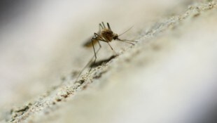 Experten raten zu Mückenspray und Moskitonetzen.