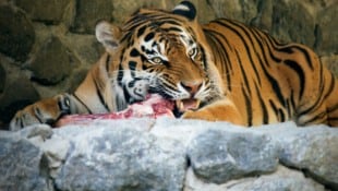 Einem Tiger ist es egal, ob sein Futter einst ein geliebtes Haustier war. (Symbolbild)