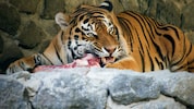 Einem Tiger ist es egal, ob sein Futter einst ein geliebtes Haustier war. (Symbolbild)