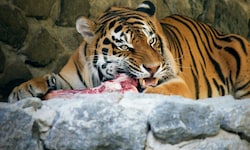 Einem Tiger ist es egal, ob sein Futter einst ein geliebtes Haustier war. (Symbolbild)