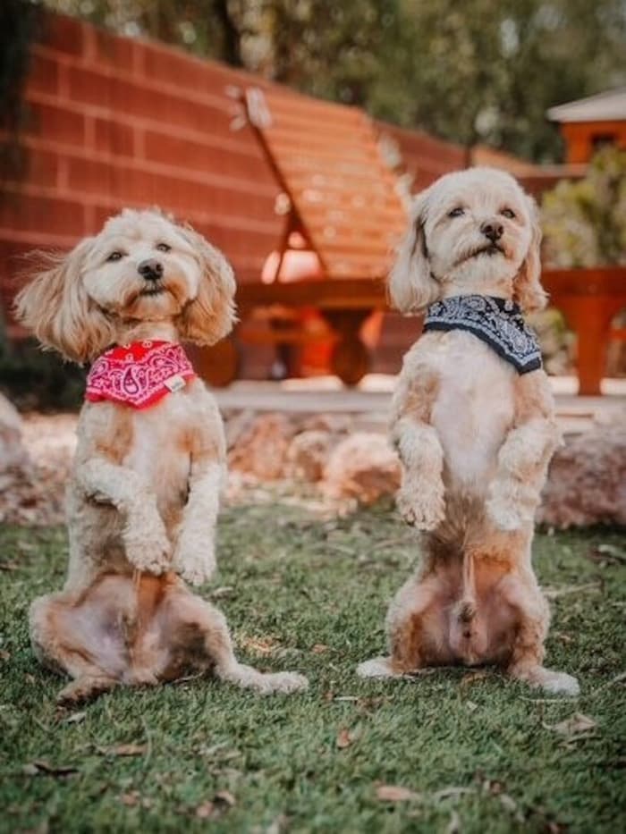 Die Pose sitzt: Familienhunde „Koni“ und „Elvis“.