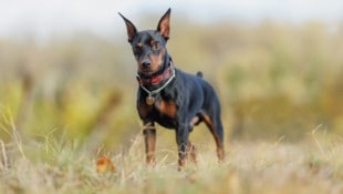 Zwergpinscher sehen zwar entzückend aus, können aber trotzdem ordentlich zubeißen. (Symbolbild)