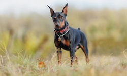 Zwergpinscher sehen zwar entzückend aus, können aber trotzdem ordentlich zubeißen. (Symbolbild)