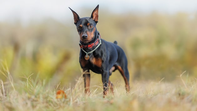 Zwergpinscher sehen zwar entzückend aus, können aber trotzdem ordentlich zubeißen. (Symbolbild)