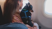 Der vierbeinige Freund ist dabei: Mittlerweile sind Tiere auch in vielen Fliegern erlaubt. ...