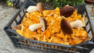 In Kärnten spricht Mykologe Horst Zwischenberger von insgesamt 150 verschiedenen Speisepilzen, ...