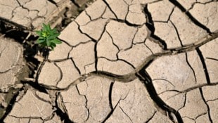 Besonders die Landwirtschaft wird von Klimaschäden getroffen.